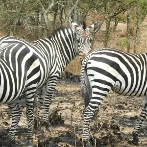 Explore 3-day Durban, Culture and Wildlife (Accommodated) for 3 days with Acacia Adventure Holidays and discover unforgettable experiences - Photo 8