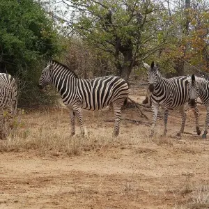 Explore 22-day Zanzibar, Victoria Falls & Kruger (Camping) for 22 days with Acacia Adventure Holidays and discover unforgettable experiences - Photo 6