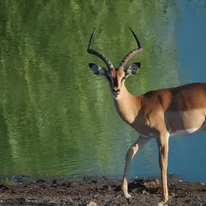 Explore 4-day Kruger Safari (Accommodated) for 4 days with Acacia Adventure Holidays and discover unforgettable experiences - Photo 7