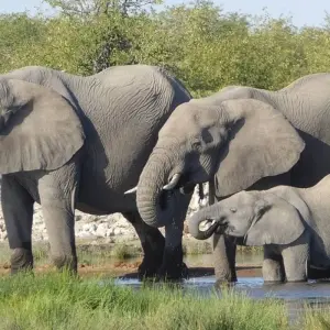 Explore 12-day Okavango Delta & Etosha Express (Accommodated) for 12 days with Acacia Adventure Holidays and discover unforgettable experiences - Photo 3