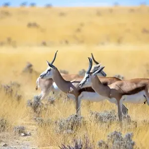 Explore 12-day Okavango Delta & Etosha Express (Accommodated) for 12 days with Acacia Adventure Holidays and discover unforgettable experiences - Photo 4