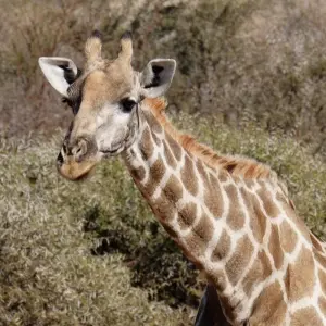 Explore 25-day Cape Town to Victoria Falls & Kruger (Camping) for 25 days with Acacia Adventure Holidays and discover unforgettable experiences - Photo 8