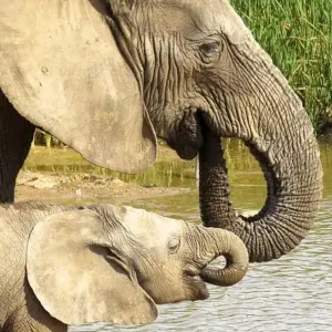 Explore 4-day Kruger Safari (Accommodated) for 4 days with Acacia Adventure Holidays and discover unforgettable experiences - Photo 8