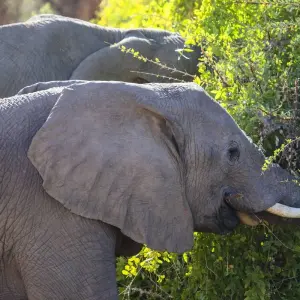 Explore 34-day Zanzibar to Cape Town (Accommodated) for 34 days with Acacia Adventure Holidays and discover unforgettable experiences - Photo 4