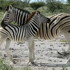 Explore 12-day Okavango Delta & Etosha Express (Accommodated) for 12 days with Acacia Adventure Holidays and discover unforgettable experiences - Photo 5