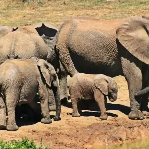 Explore 25-day Cape Town to Victoria Falls & Kruger (Camping) for 25 days with Acacia Adventure Holidays and discover unforgettable experiences - Photo 9
