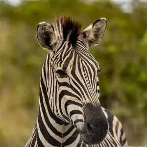 Explore 3-day Durban, Culture and Wildlife (Accommodated) for 3 days with Acacia Adventure Holidays and discover unforgettable experiences - Photo 10