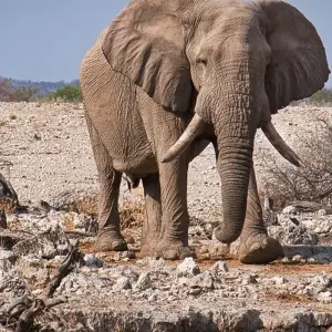 Explore 12-day Okavango Delta & Etosha Express (Accommodated) for 12 days with Acacia Adventure Holidays and discover unforgettable experiences - Photo 6