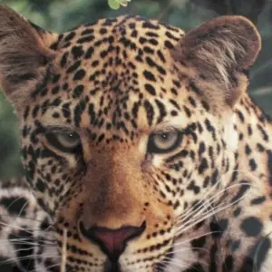 Explore 4-day Kruger Safari (Accommodated) for 4 days with Acacia Adventure Holidays and discover unforgettable experiences - Photo 10