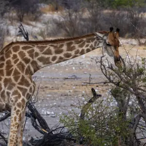 Explore 19-day Victoria Falls to Cape Town (Camping) for 19 days with Acacia Adventure Holidays and discover unforgettable experiences - Photo 10