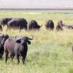 Explore 21-day Victoria Falls to Serengeti (Camping) for 21 days with Acacia Adventure Holidays and discover unforgettable experiences - Photo 11