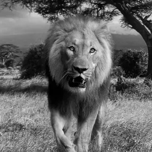 Explore 12-day Okavango Delta & Etosha Express (Accommodated) for 12 days with Acacia Adventure Holidays and discover unforgettable experiences - Photo 7