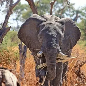 Explore 3-day Durban, Culture and Wildlife (Accommodated) for 3 days with Acacia Adventure Holidays and discover unforgettable experiences - Photo 11