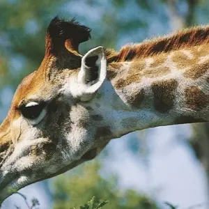 Explore 4-day Kruger Safari (Accommodated) for 4 days with Acacia Adventure Holidays and discover unforgettable experiences - Photo 11