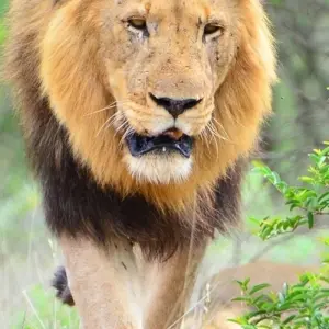 Explore 4-day Kruger Wildlife Adventure (Accommodated) for 4 days with Acacia Adventure Holidays and discover unforgettable experiences - Photo 2