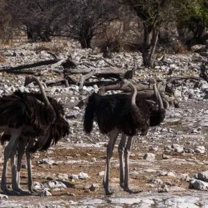 Explore 34-day Zanzibar to Cape Town (Accommodated) for 34 days with Acacia Adventure Holidays and discover unforgettable experiences - Photo 8