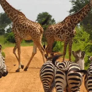 Explore 11-day Zanzibar to Serengeti (Camping) for 11 days with Acacia Adventure Holidays and discover unforgettable experiences - Photo 3