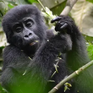 Explore 14-day Game Parks & Gorillas (Camping) for 14 days with Acacia Adventure Holidays and discover unforgettable experiences - Photo 3
