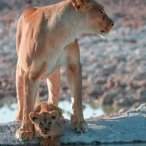 Explore 13-day Kenya & Tanzania Adventure (Camping) for 13 days with Acacia Adventure Holidays and discover unforgettable experiences - Photo 3