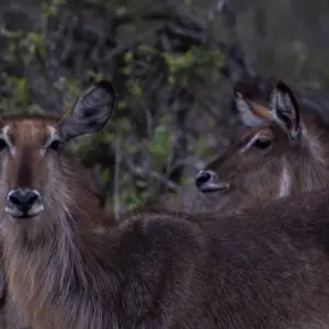 Explore 4-day Kruger Wildlife Adventure (Accommodated) for 4 days with Acacia Adventure Holidays and discover unforgettable experiences - Photo 4