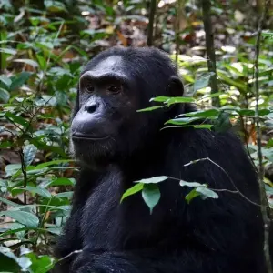 Explore 14-day Game Parks & Gorillas (Camping) for 14 days with Acacia Adventure Holidays and discover unforgettable experiences - Photo 4