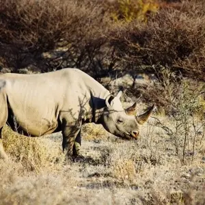 Explore 12-day Okavango Delta & Etosha Express (Accommodated) for 12 days with Acacia Adventure Holidays and discover unforgettable experiences - Photo 11