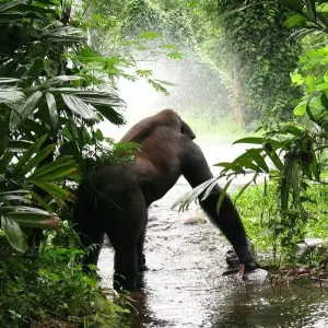 Explore 14-day Game Parks & Gorillas (Camping) for 14 days with Acacia Adventure Holidays and discover unforgettable experiences - Photo 5