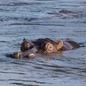 Explore 12-day Okavango Delta & Etosha Express (Camping) for 12 days with Acacia Adventure Holidays and discover unforgettable experiences - Photo 5