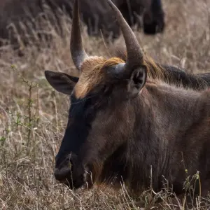 Explore 4-day Kruger Wildlife Adventure (Accommodated) for 4 days with Acacia Adventure Holidays and discover unforgettable experiences - Photo 6