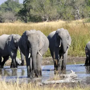 Explore 12-day Okavango Delta & Etosha Express (Camping) for 12 days with Acacia Adventure Holidays and discover unforgettable experiences - Photo 6