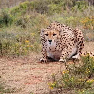 Explore 41-day Cape Town to Kenya (Camping) for 41 days with Acacia Adventure Holidays and discover unforgettable experiences - Photo 4