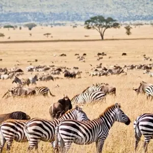 Explore 11-day Zanzibar to Serengeti (Camping) for 11 days with Acacia Adventure Holidays and discover unforgettable experiences - Photo 9