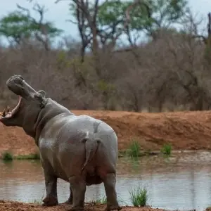 Explore 41-day Cape Town to Kenya (Camping) for 41 days with Acacia Adventure Holidays and discover unforgettable experiences - Photo 5