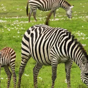 Explore 14-day Game Parks & Gorillas (Camping) for 14 days with Acacia Adventure Holidays and discover unforgettable experiences - Photo 10