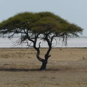 Explore 7-day Victoria Falls to Kruger (Camping) for 7 days with Acacia Adventure Holidays and discover unforgettable experiences - Photo 2