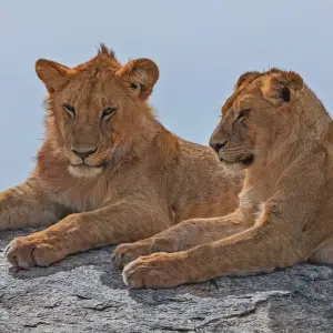 Explore 13-day Kenya & Tanzania Adventure (Camping) for 13 days with Acacia Adventure Holidays and discover unforgettable experiences - Photo 10