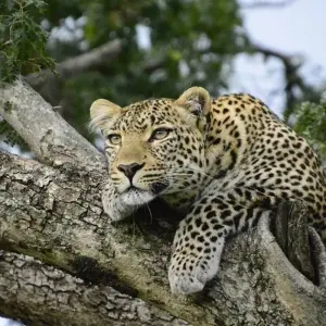 Explore 34-day Zanzibar to Cape Town (Camping) for 34 days with Acacia Adventure Holidays and discover unforgettable experiences - Photo 10