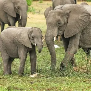 Explore 41-day Cape Town to Kenya (Camping) for 41 days with Acacia Adventure Holidays and discover unforgettable experiences - Photo 10
