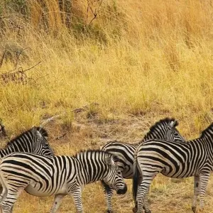 Explore 6-day Kruger, Swazi & Wild Coast (Accommodated) for 6 days with Acacia Adventure Holidays and discover unforgettable experiences - Photo 3