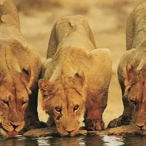 Explore 41-day Cape Town to Kenya (Camping) for 41 days with Acacia Adventure Holidays and discover unforgettable experiences - Photo 11