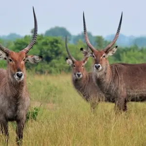 Explore 28-day Game Parks, Gorillas & Zanzibar (Camping) for 28 days with Acacia Adventure Holidays and discover unforgettable experiences - Photo 4