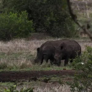Explore 7-day Kruger & Matobo Rhino Encounter (Accommodated) for 7 days with Acacia Adventure Holidays and discover unforgettable experiences - Photo 2