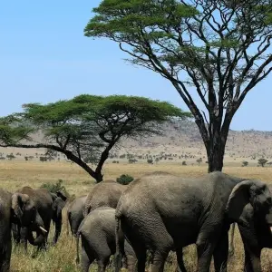 Explore 10-day Serengeti to Zanzibar (Camping) for 10 days with Acacia Adventure Holidays and discover unforgettable experiences - Photo 6
