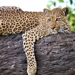 Explore 28-day Game Parks, Gorillas & Zanzibar (Camping) for 28 days with Acacia Adventure Holidays and discover unforgettable experiences - Photo 6