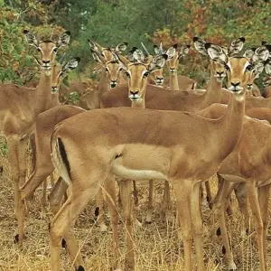 Explore 22-day Zanzibar, Victoria Falls & Kruger (Accommodated) for 22 days with Acacia Adventure Holidays and discover unforgettable experiences - Photo 8