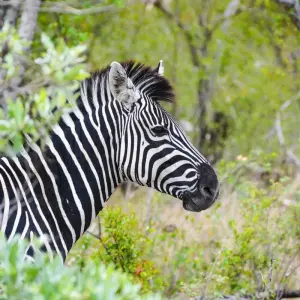 Explore 7-day Kruger to Victoria Falls (Camping) for 7 days with Acacia Adventure Holidays and discover unforgettable experiences - Photo 5