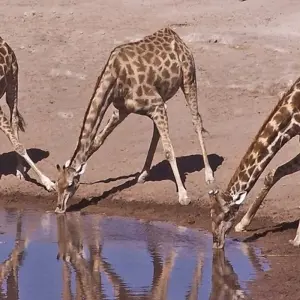 Explore 7-day Kruger & Matobo Rhino Encounter (Accommodated) for 7 days with Acacia Adventure Holidays and discover unforgettable experiences - Photo 5