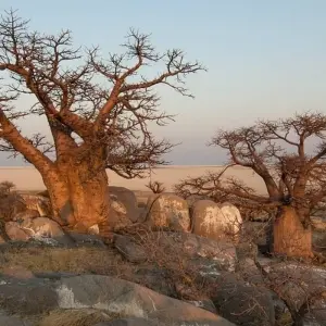 Explore 14-day Kruger to the Delta, Chobe & Victoria Falls (Accommodated) for 14 days with Acacia Adventure Holidays and discover unforgettable experiences - Photo 3