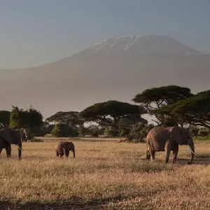 Explore 28-day Game Parks, Gorillas & Zanzibar (Camping) for 28 days with Acacia Adventure Holidays and discover unforgettable experiences - Photo 9