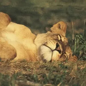 Explore 22-day Zanzibar, Victoria Falls & Kruger (Accommodated) for 22 days with Acacia Adventure Holidays and discover unforgettable experiences - Photo 10